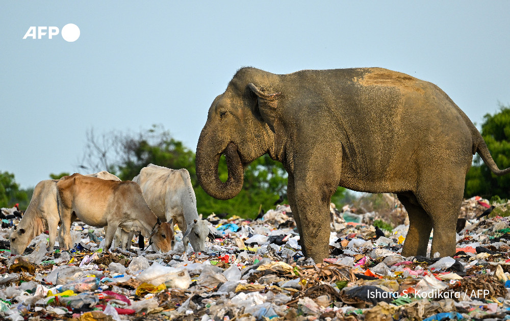 This picture taken on June 3, 2023 shows a wild elephant eating rubbish mixed with plastic waste near cows at a dump in the eastern district of Ampara. Photo: AFP