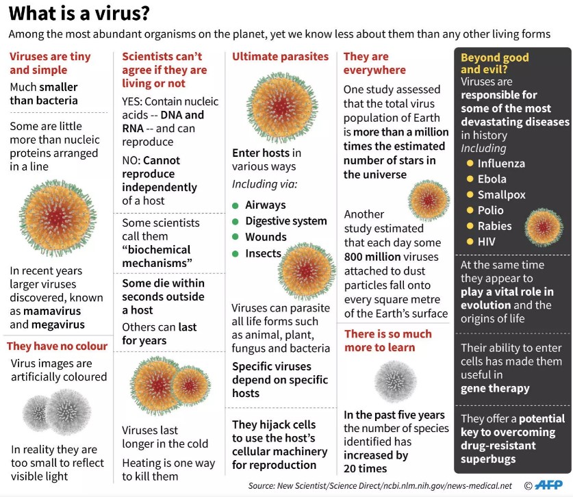 What is a virus? Photo: AFP