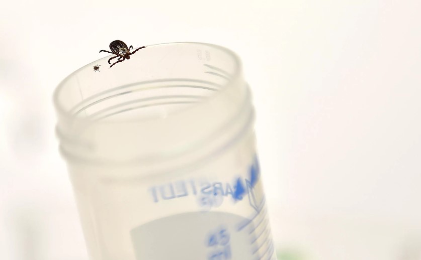 Ticks are another disease vector that are expanding their geographic range. Photo: AFP