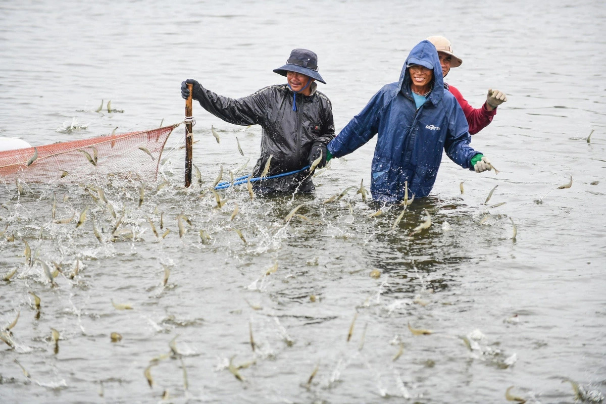 High demand for Vietnamese shrimp among US buyers