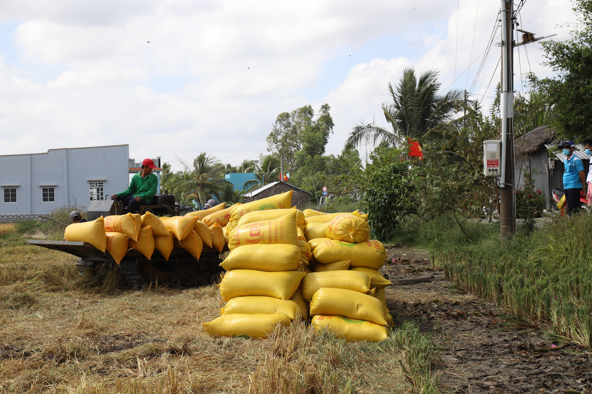 Vietnamese rice exports poised to thrive despite India’s eased export policy: insider