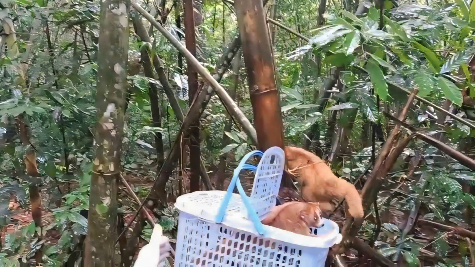 Four baby pygmy slow lorises are released back into the wild at Bu Gia Map National Park in Binh Phuoc Province, southern Vietnam. Screenshot taken from supplied video