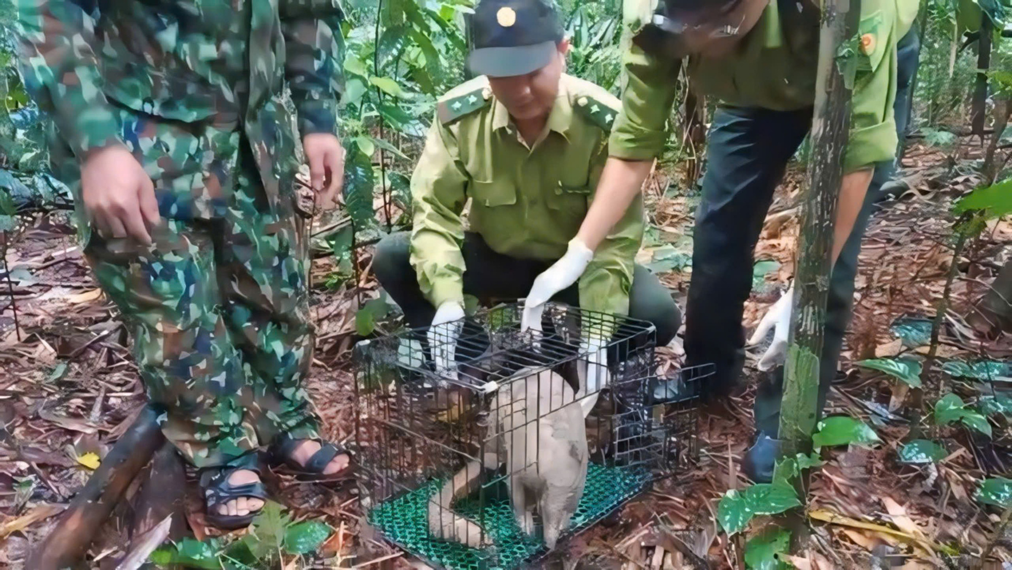 Javan pangolin, baby lorises released back into wild in southern Vietnam national park