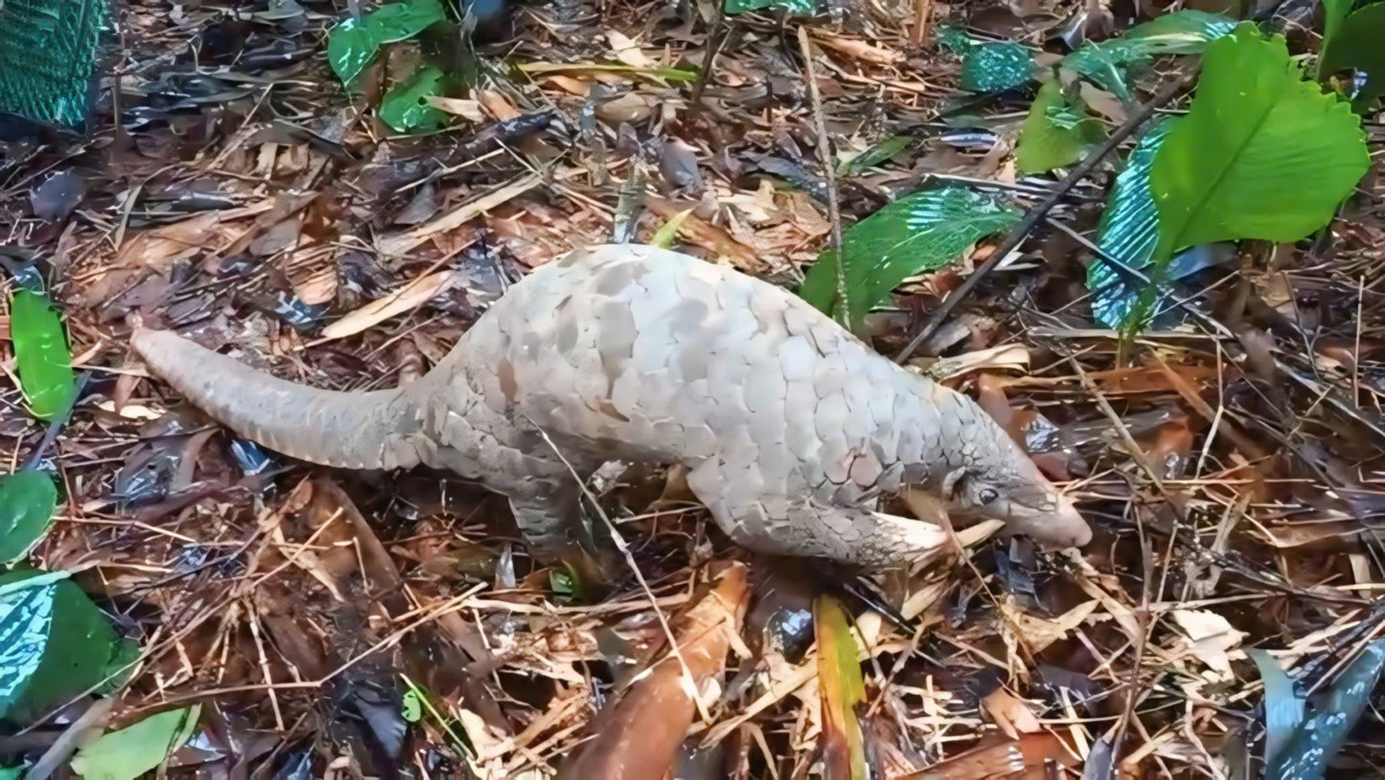 A Javan pangolin is released back into the wild at Bu Gia Map National Park in Binh Phuoc Province, southern Vietnam. Screenshot taken from supplied video