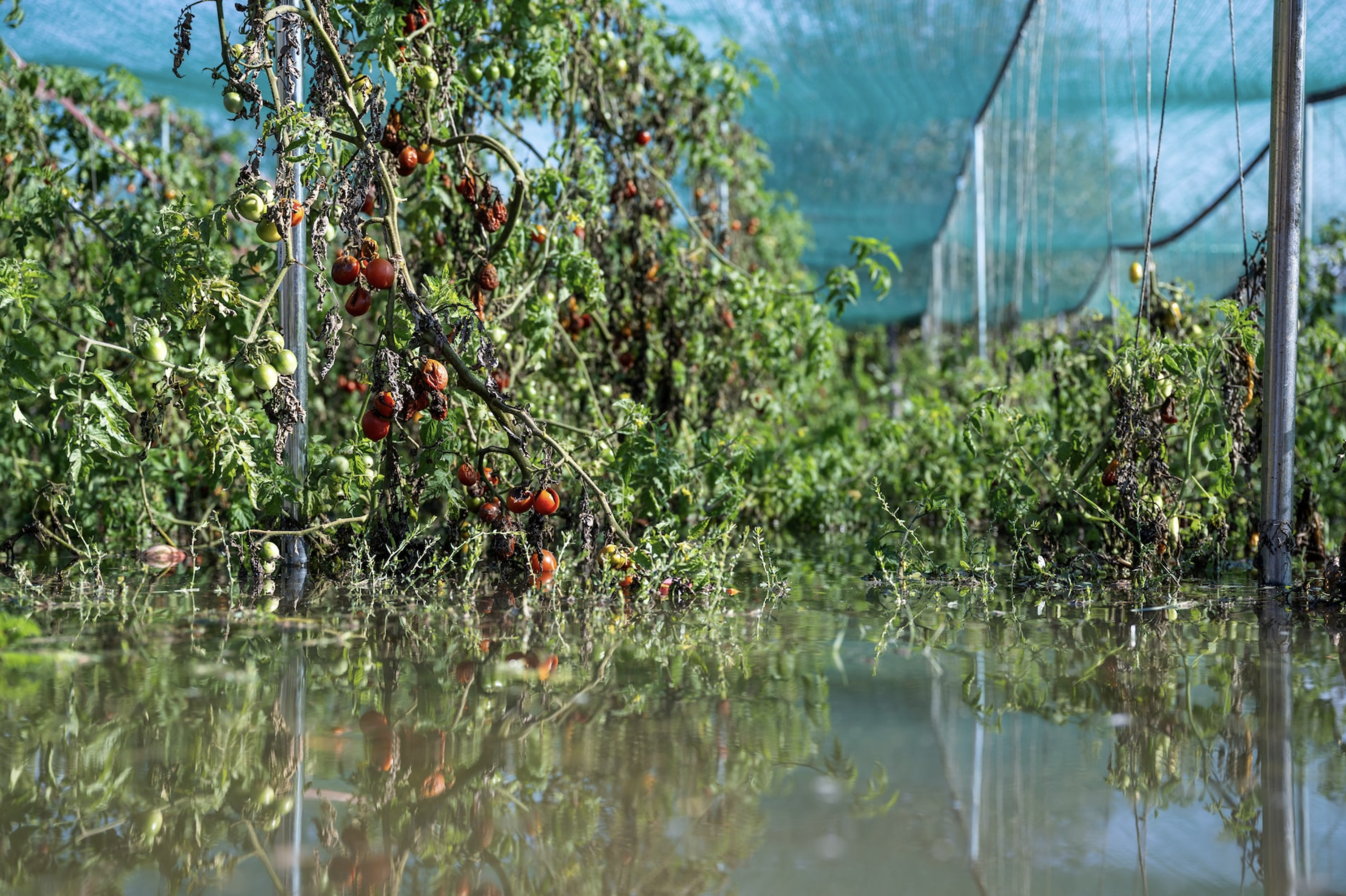 Floods wreck Hungarian farmer's organic harvest