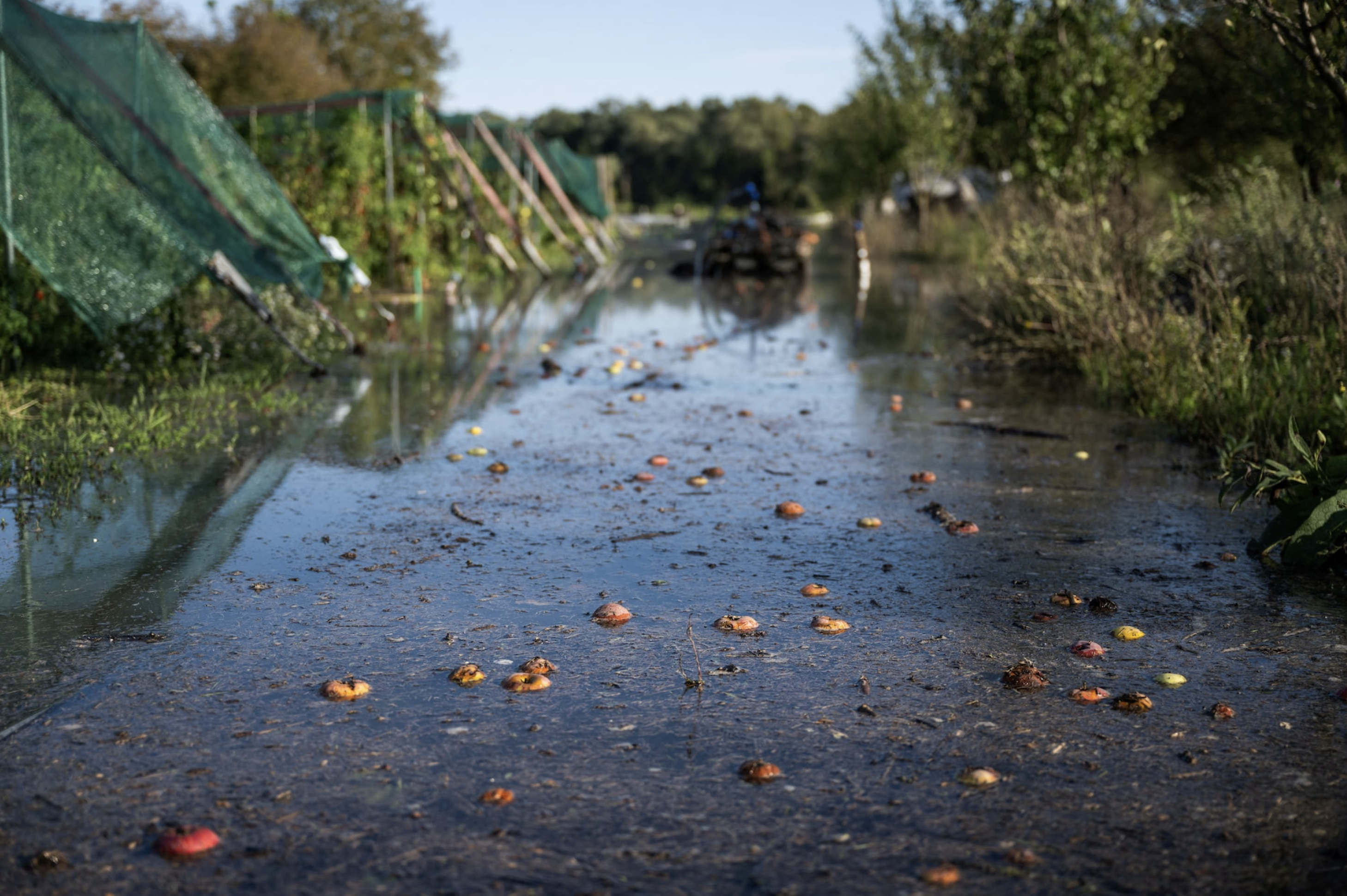 Apples float in water at a partially flooded organic farm near Nagymaros, Hungary, September 20, 2024. Photo: Reuters