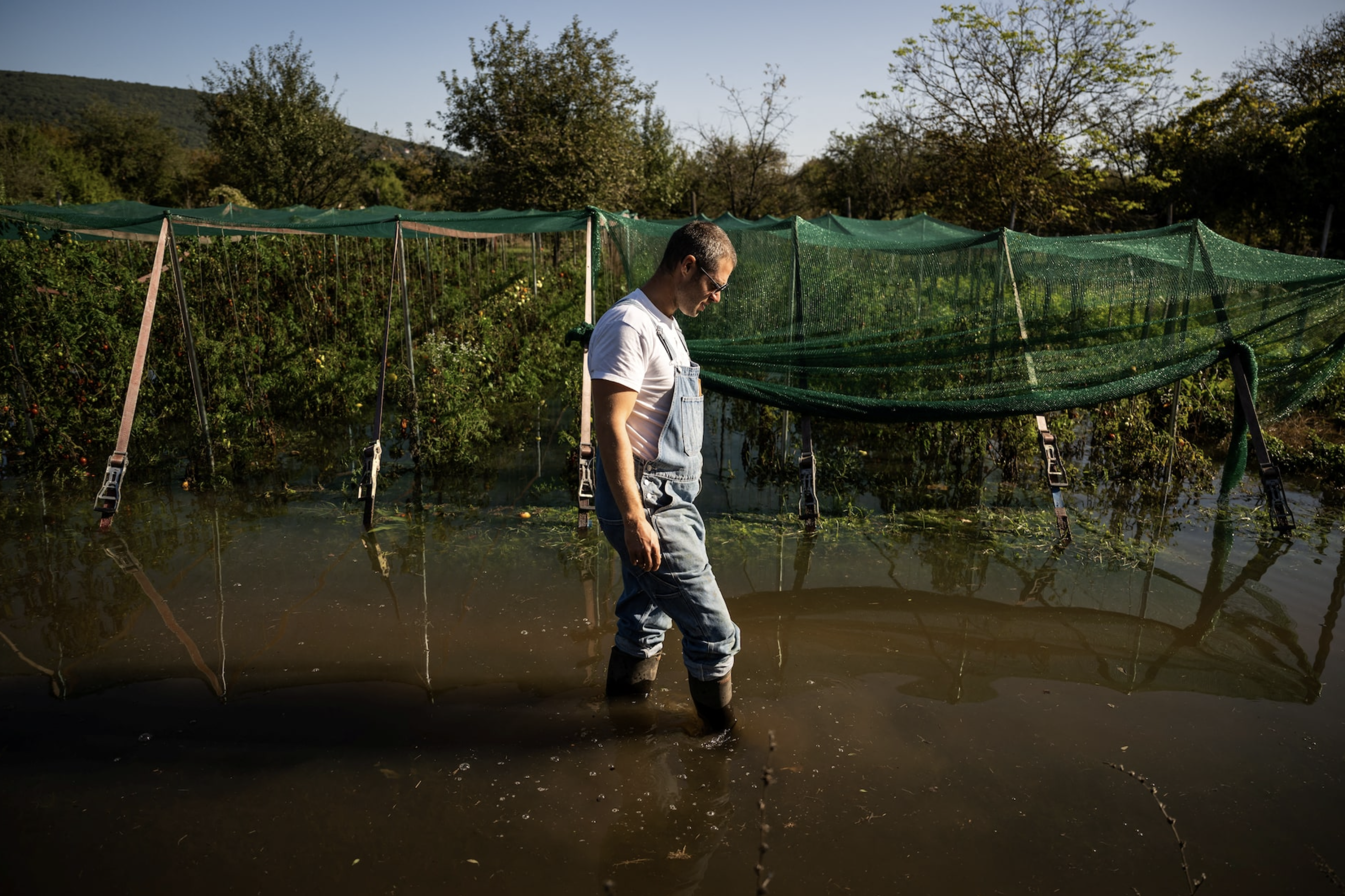 Laszlo Batki walks on his partially flooded organic farm near Nagymaros, Hungary, September 21, 2024. Photo: Reuters