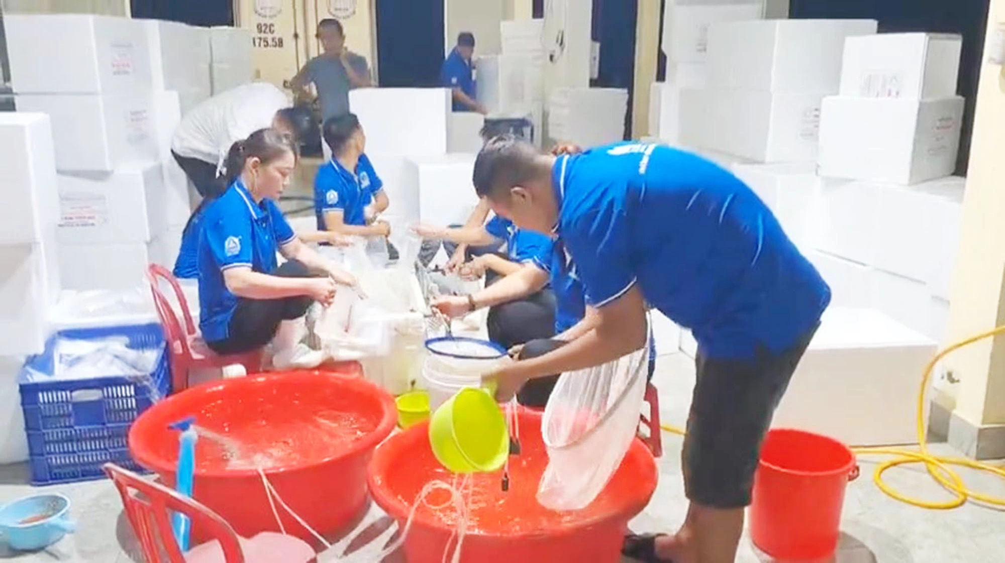 Employees of Kim Hoang Quang Nam, an aquaculture company located in Thang Binh District, Quang Nam Province, central Vietnam are preparing for the export of 2.5 million Mebi One breeding shrimps to Taiwan. Photo: M.T.