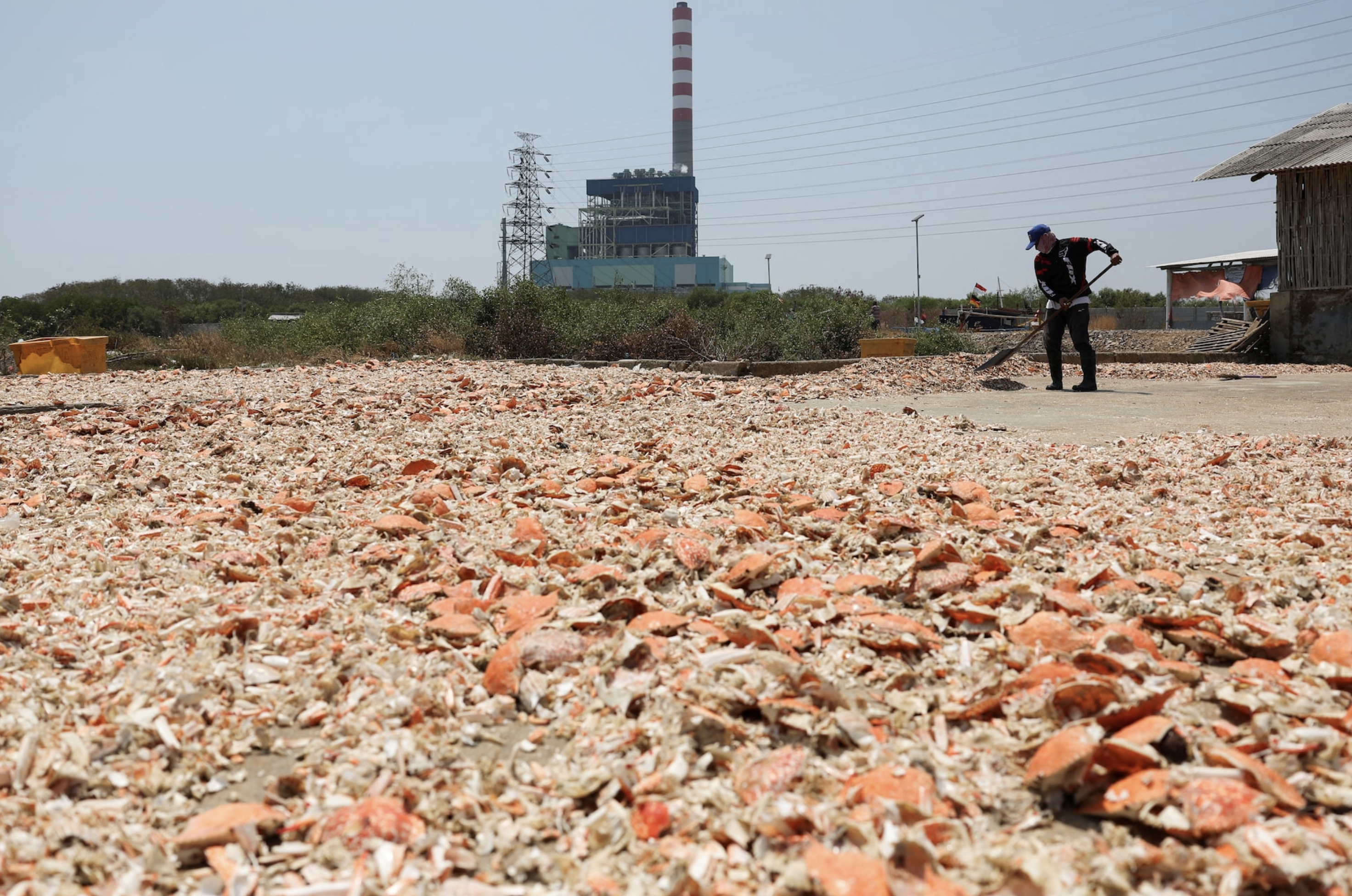 A man dries shell crabs with the Cirebon-1 power plant in the background, in Cirebon, West Java province, Indonesia, September 2, 2024. Photo: Reuters