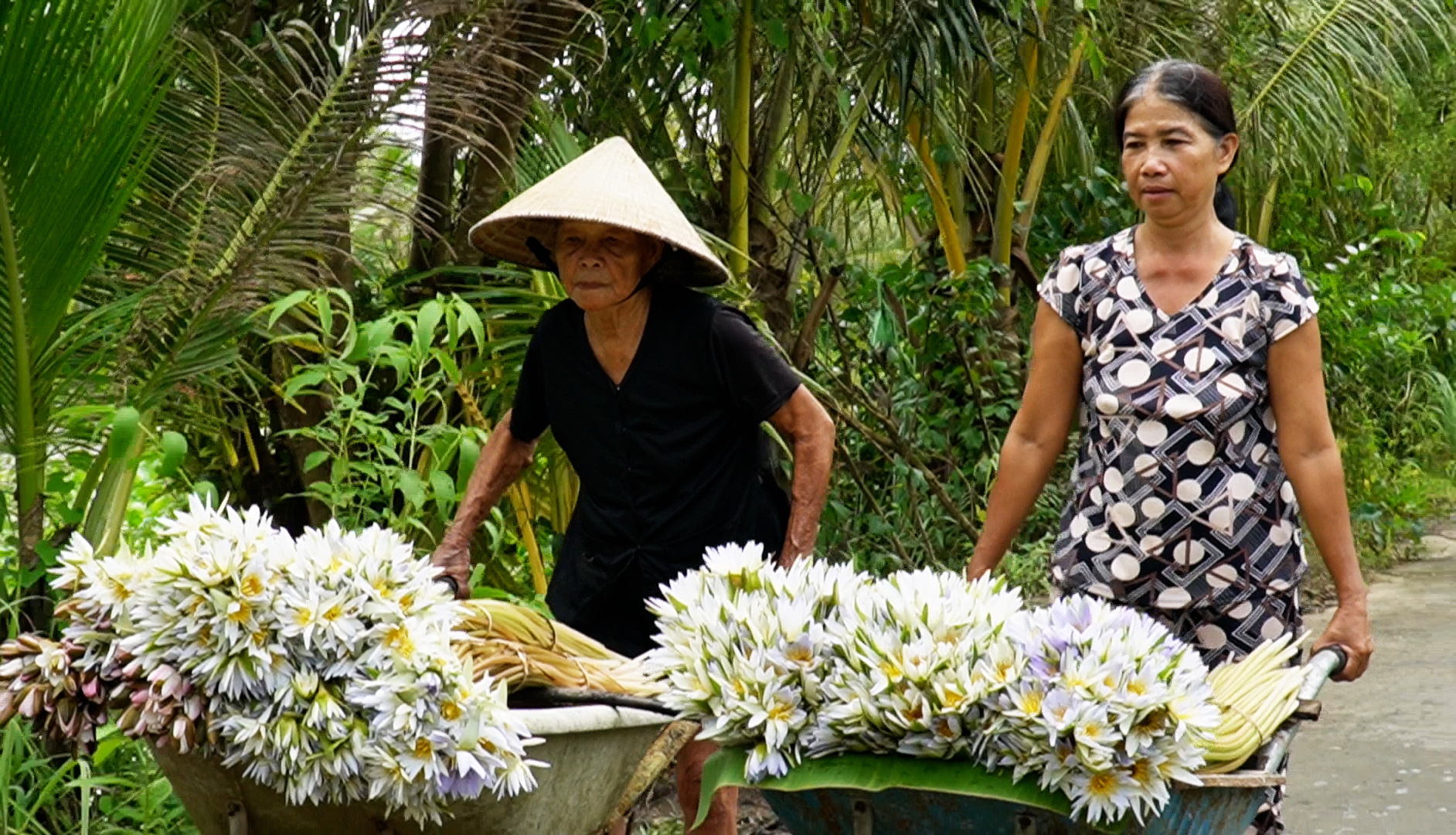 Women push carts carrying freshly harvested water lilies to market in Tran Van Thoi District, Ca Mau Province, southern Vietnam. Photo: Thanh Huyen / Tuoi Tre