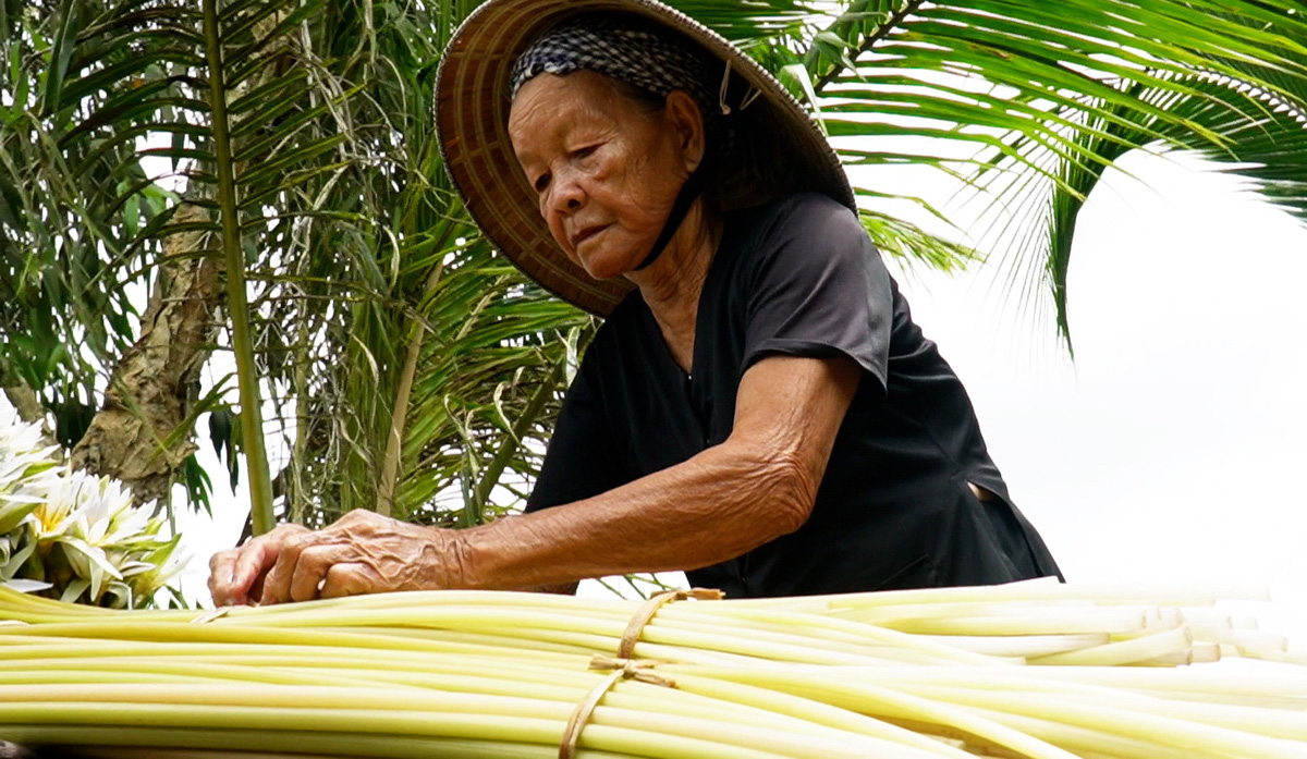 Tran Thi An gathers freshly harvested water lilies before taking them to market in Tran Van Thoi District, Ca Mau Province, southern Vietnam. Photo: Thanh Huyen / Tuoi Tre