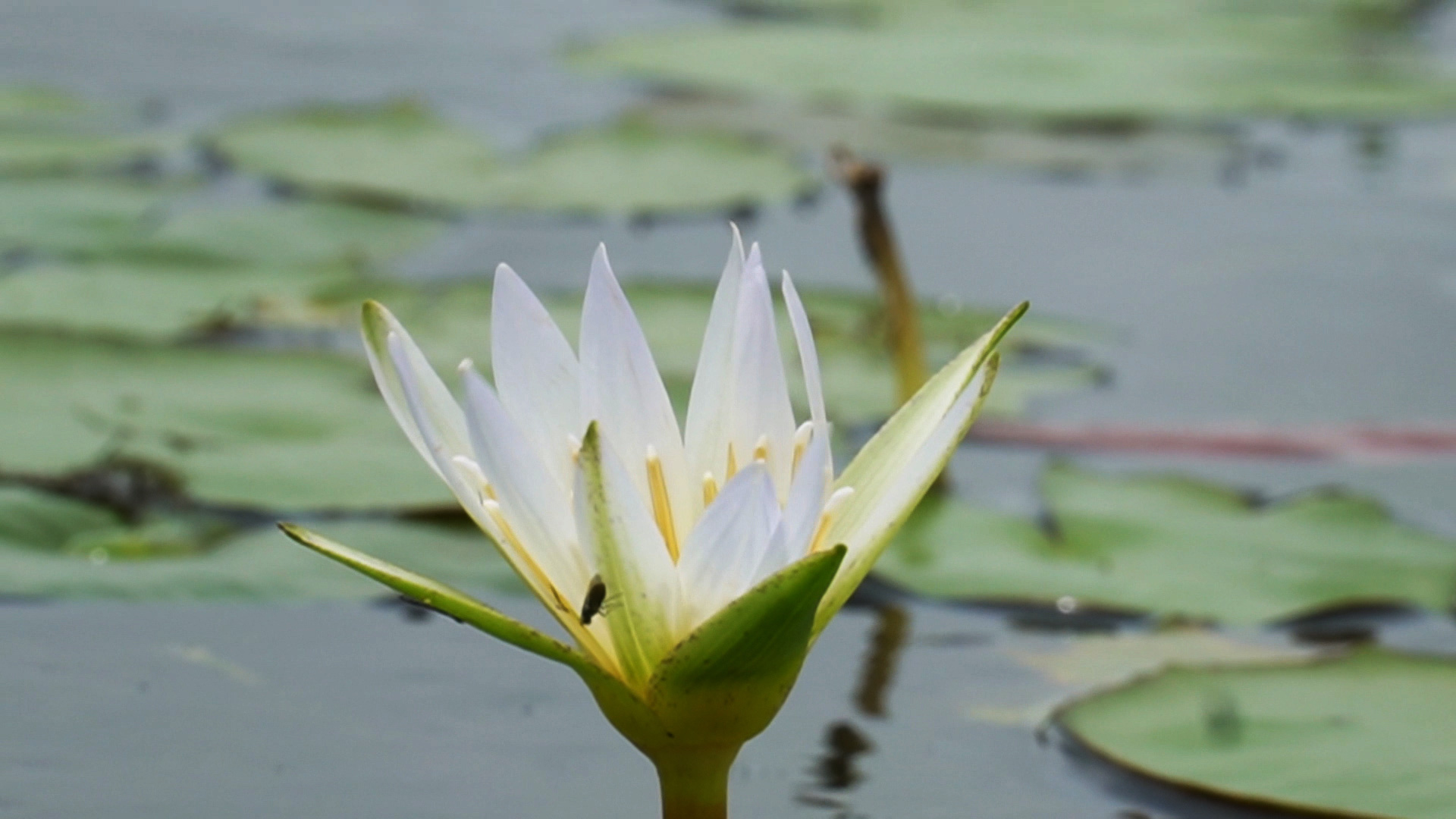 A white water lily blooms in a flooded field in Tran Van Thoi District, Ca Mau Province, southern Vietnam. Photo: Thanh Huyen / Tuoi Tre