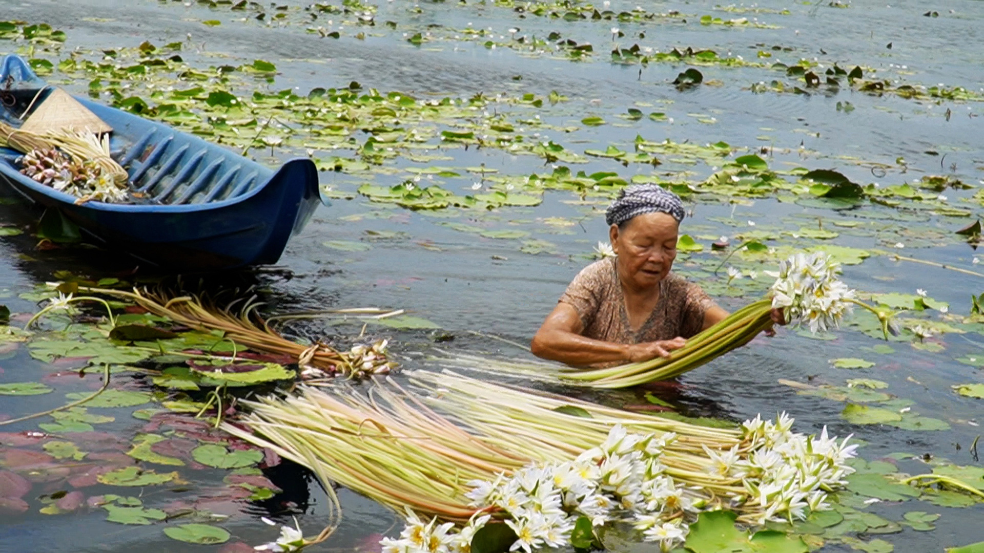 Tran Thi An harvests water lilies in a flooded field in Tran Van Thoi District, Ca Mau Province, southern Vietnam. Photo: Thanh Huyen / Tuoi Tre