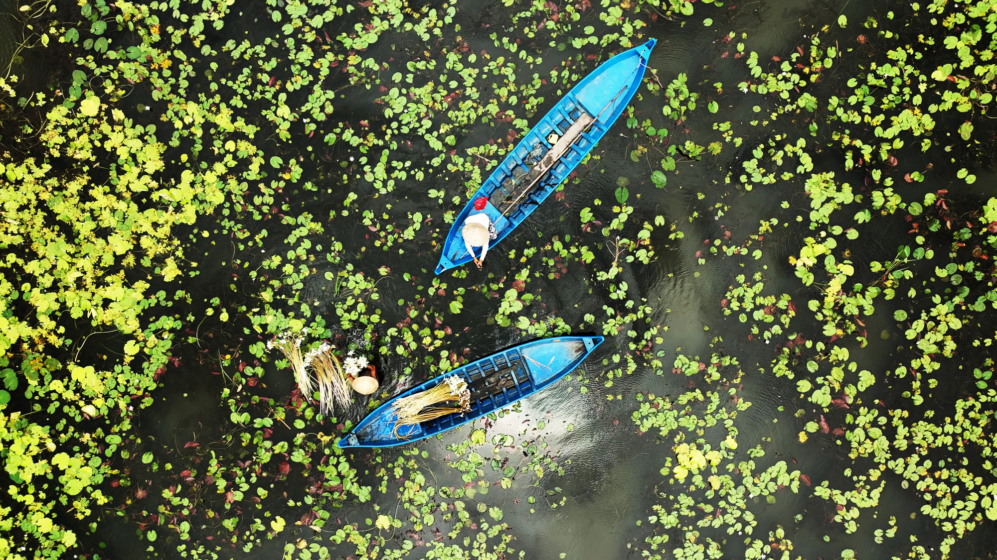 Women harvest water lilies in a flooded field in Tran Van Thoi District, Ca Mau Province, southern Vietnam. Photo: Thanh Huyen / Tuoi Tre