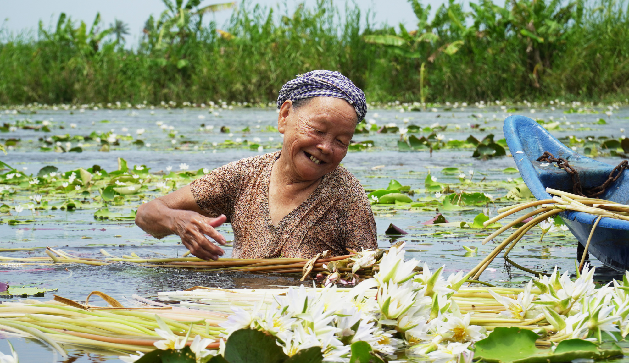 Water lilies flourish in Vietnam’s Ca Mau, bring alternative income opportunities to locals