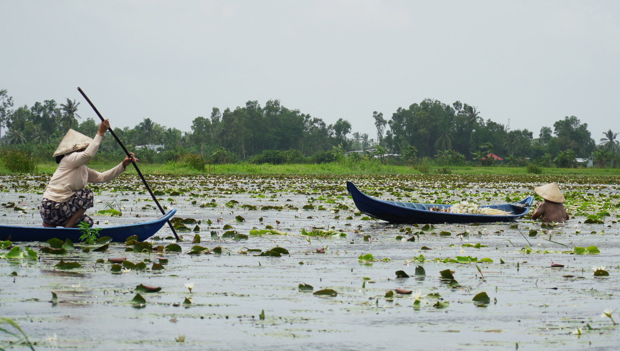 Women harvest water lilies in a flooded field in Tran Van Thoi District, Ca Mau Province, southern Vietnam. Photo: Thanh Huyen / Tuoi Tre