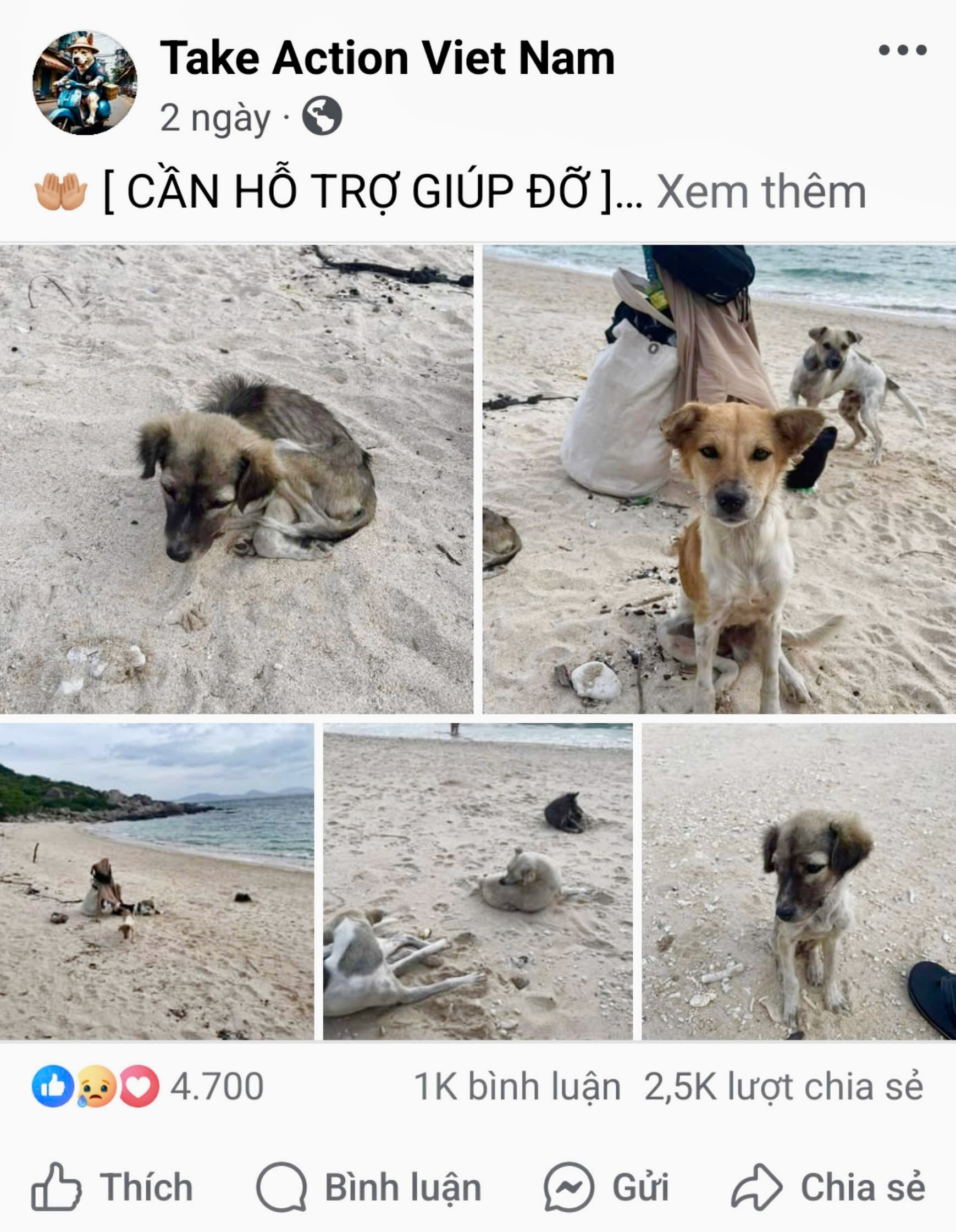 A screenshot captures a post shared on the Take Action Viet Nam Facebook group by a tourist who visited Hon Nua Island and discovered many abandoned dogs in Phu Yen Province, south-central Vietnam.