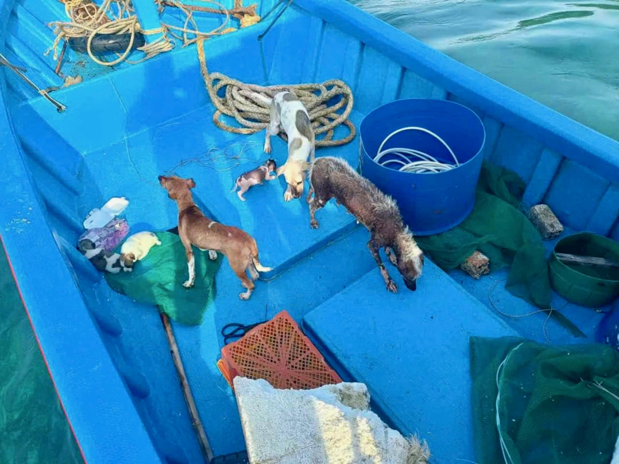 Abandoned dogs from Hon Nua Island in Phu Yen Province, south-central Vietnam, are safely transported back to shore. Photo: Supplied