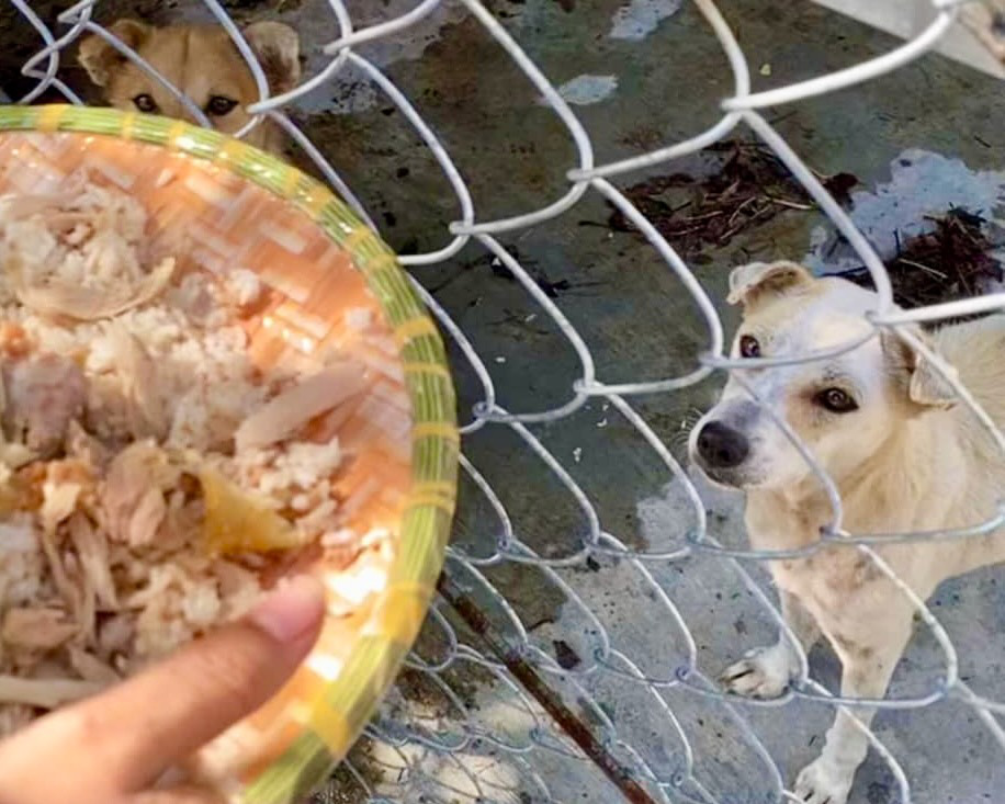 A rescuer feeds an abandoned dog she rescued from Hon Nua Island in Phu Yen Province, south-central Vietnam. Photo: Supplied