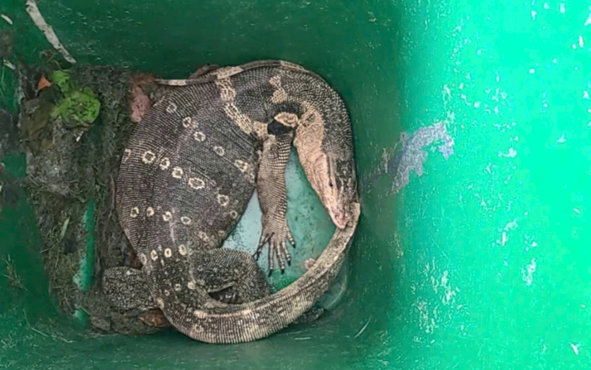 The eight-kilometer water monitor that the Ho Chi Minh City Forest Protection Department received from a local resident. Photo: Supplied