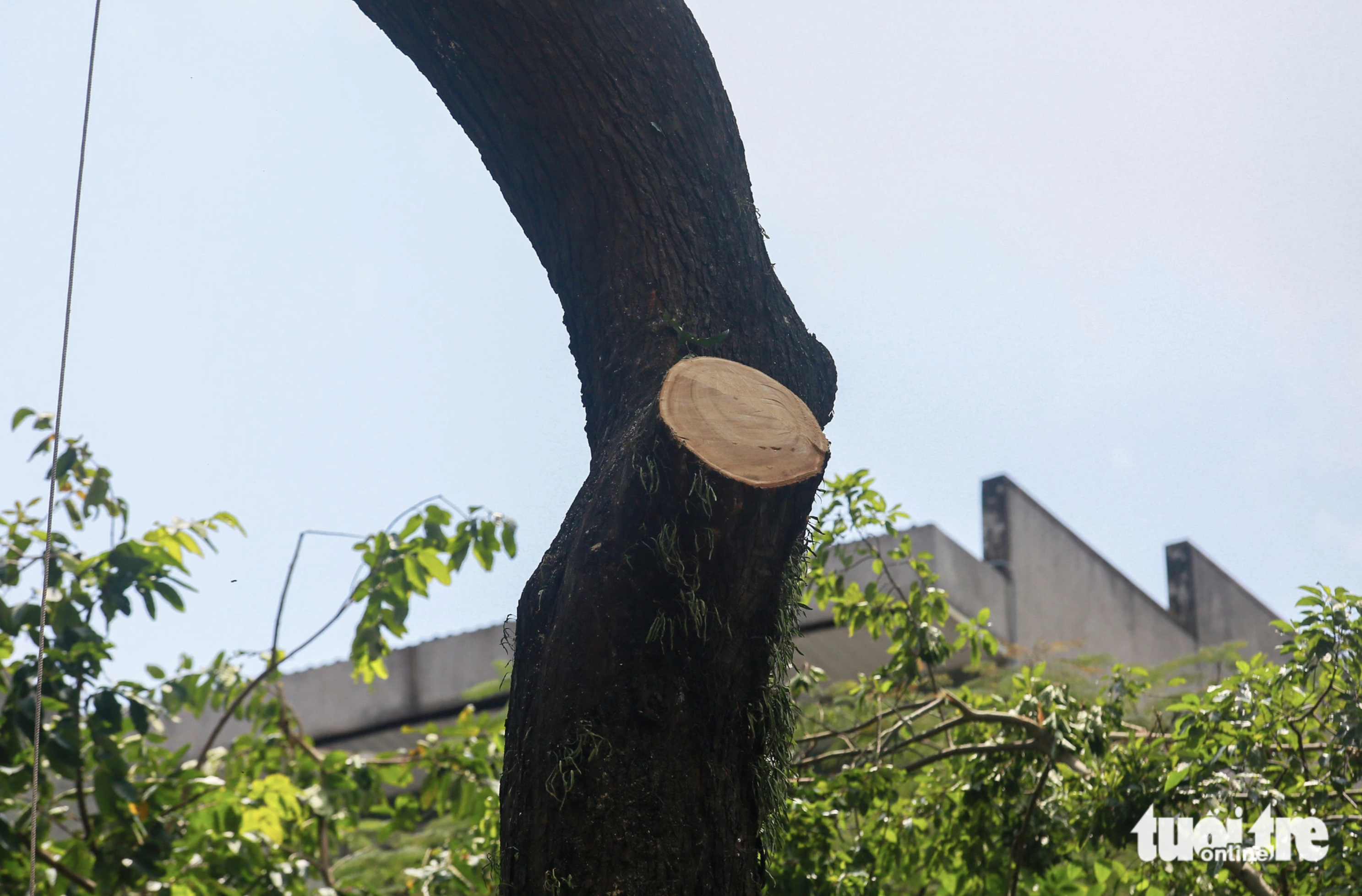 A tree with limbs trimmed severely