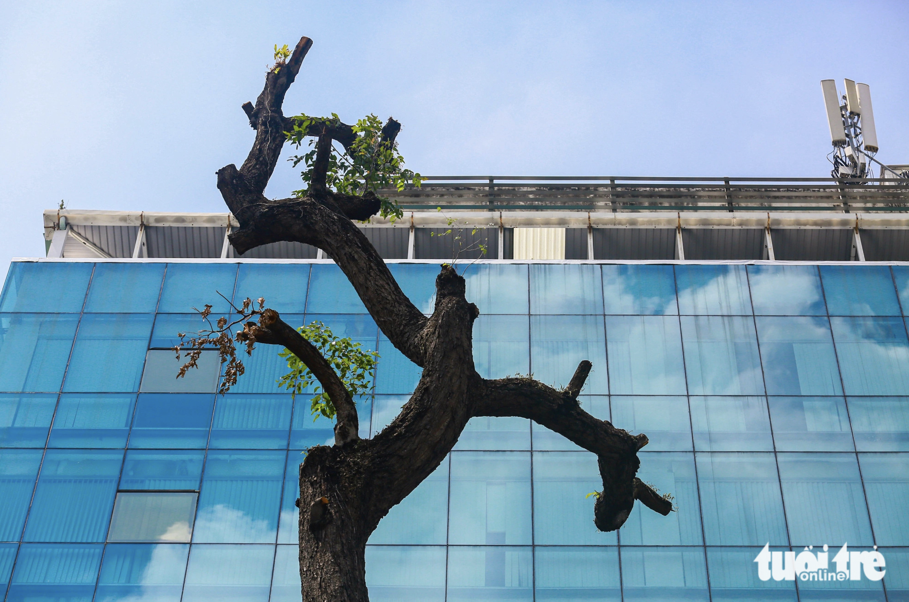 Leaves have been budding on some trees along Le Quy Don Street after 25 days of tree trimming