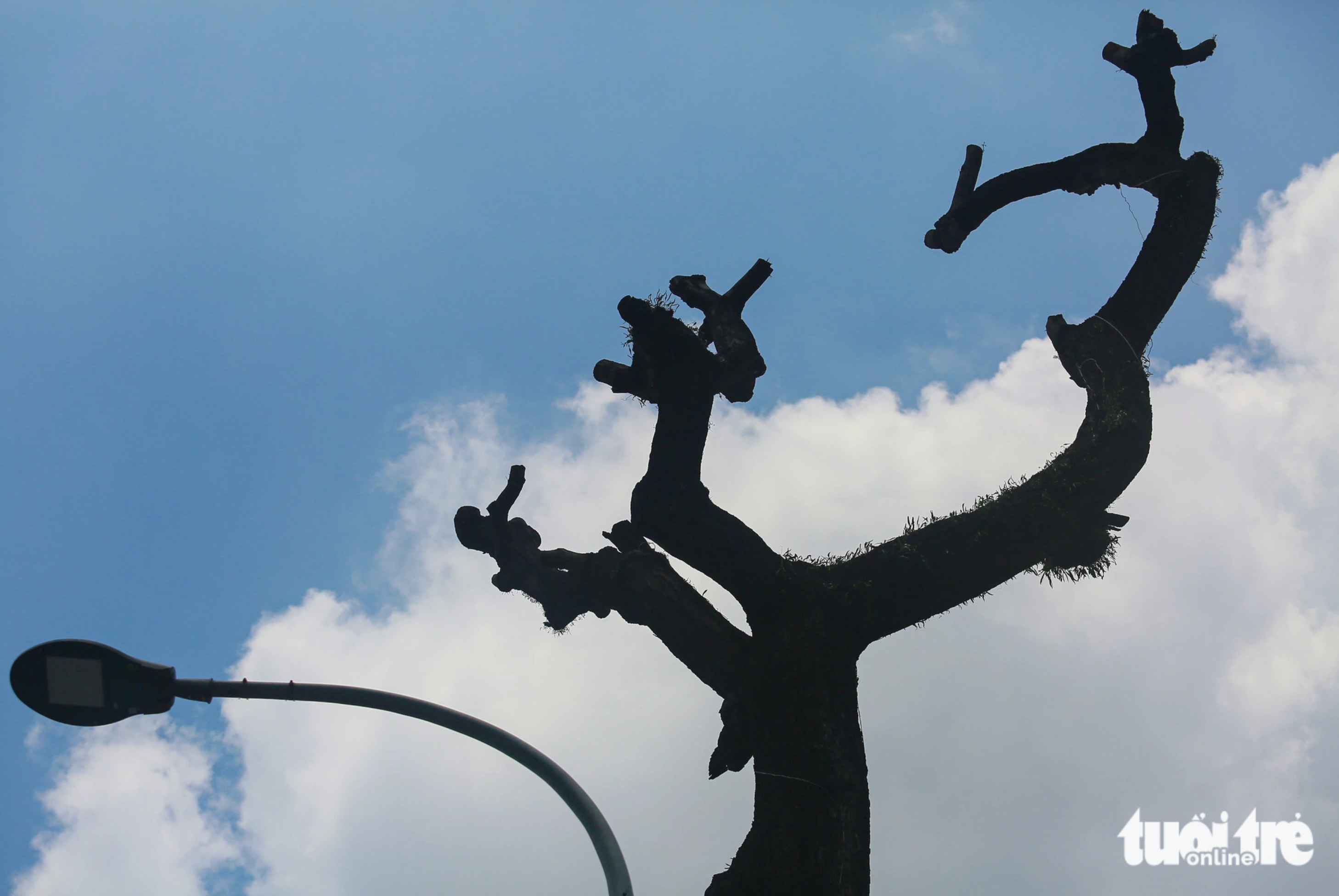 A photo of a tree in downtown Ho Chi Minh City pruned