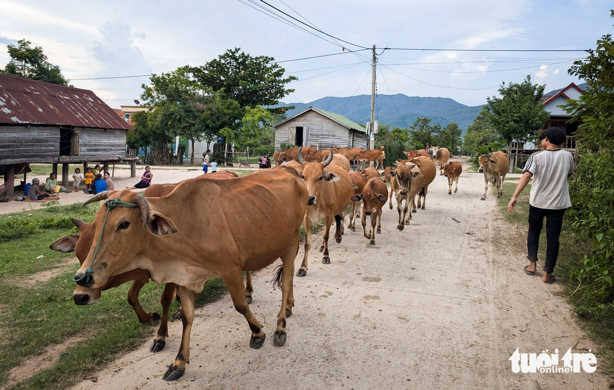 Zebu cattle stroll along a road in Krong Pa District, Gia Lai Province, Vietnam’s Central Highlands. Photo: Tan Luc / Tuoi Tre