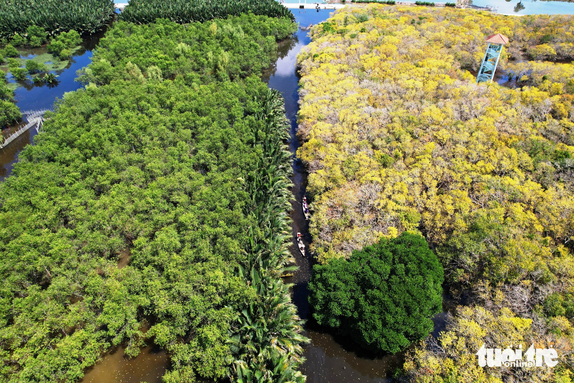 The Ru Cha primeval mangrove forest experiences autumn foliage in the Tam Giang - Cau Hai lagoon, located in Thua Thien-Hue Province in central Vietnam. Photo: Nhat Linh / Tuoi Tre