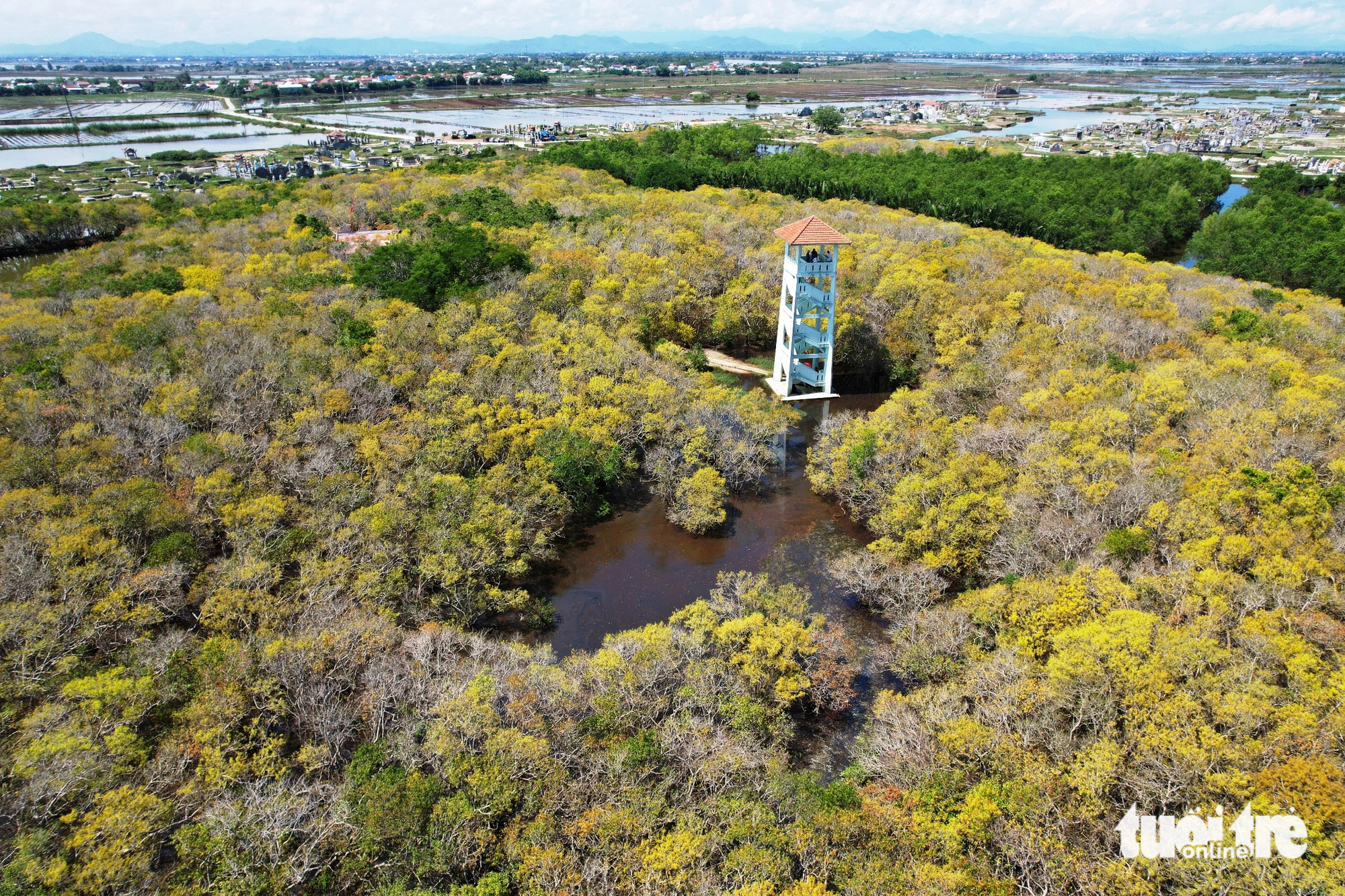 The Ru Cha primeval mangrove forest experiences autumn foliage in the Tam Giang - Cau Hai lagoon, located in Thua Thien-Hue Province in central Vietnam. Photo: Nhat Linh / Tuoi Tre