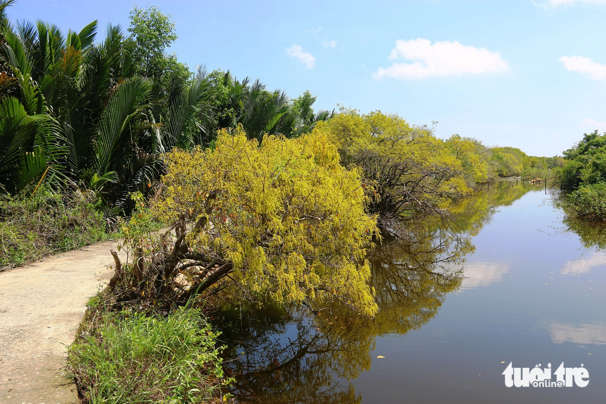 Vibrant yellow excoecaria agallocha plants’ branches droop toward the water’s surface in the Ru Cha primeval mangrove forest in the Tam Giang - Cau Hai lagoon, located in Thua Thien-Hue Province in central Vietnam. Photo: Nhat Linh / Tuoi Tre