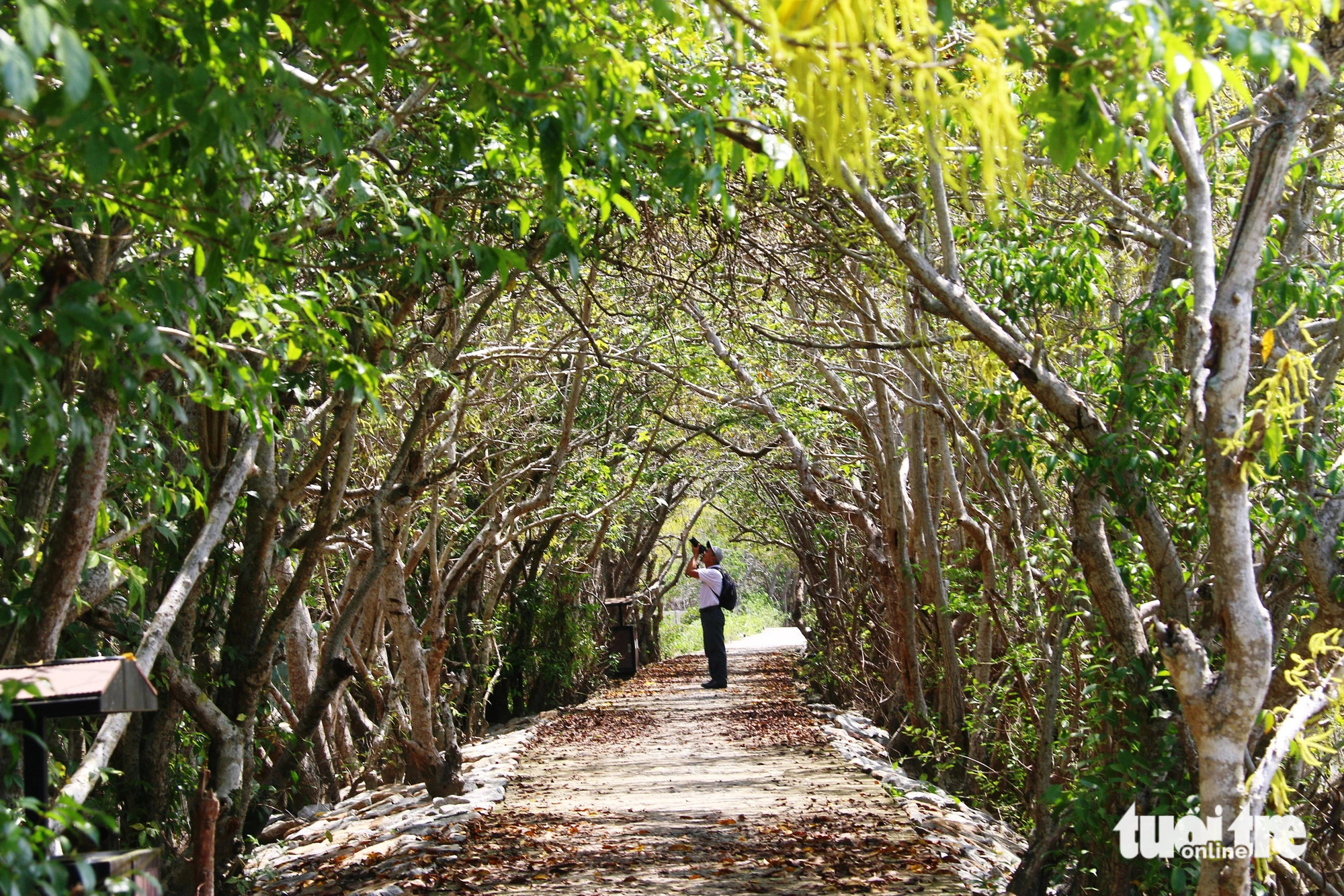 A man takes photos in the Ru Cha primeval mangrove forest in the Tam Giang - Cau Hai lagoon, located in Thua Thien-Hue Province in central Vietnam. Photo: Nhat Linh / Tuoi Tre