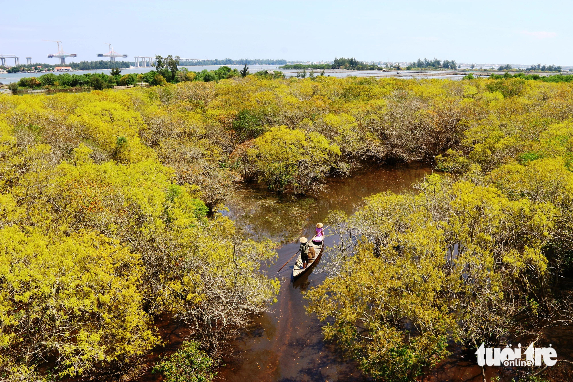 Central Vietnam mangrove forest shines in stunning foliage season