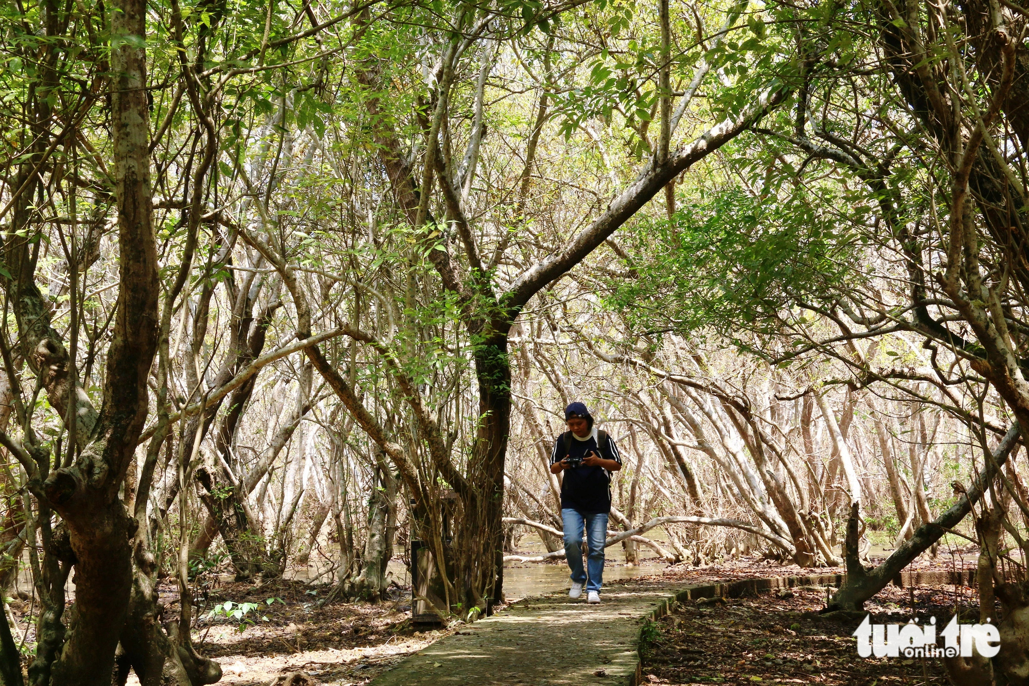 A man walks down a trail in the Ru Cha primeval mangrove forest in the Tam Giang - Cau Hai lagoon, located in Thua Thien-Hue Province in central Vietnam. Photo: Nhat Linh / Tuoi Tre