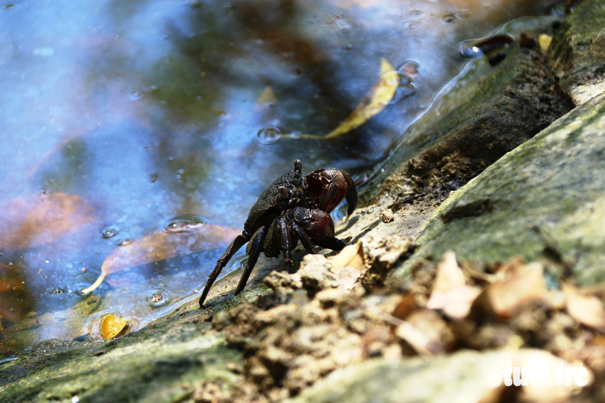 A three-striped crab basks in the autumn sunlight in the Ru Cha mangrove forest in the Tam Giang - Cau Hai lagoon, located in Thua Thien-Hue Province in central Vietnam. Photo: Nhat Linh / Tuoi Tre