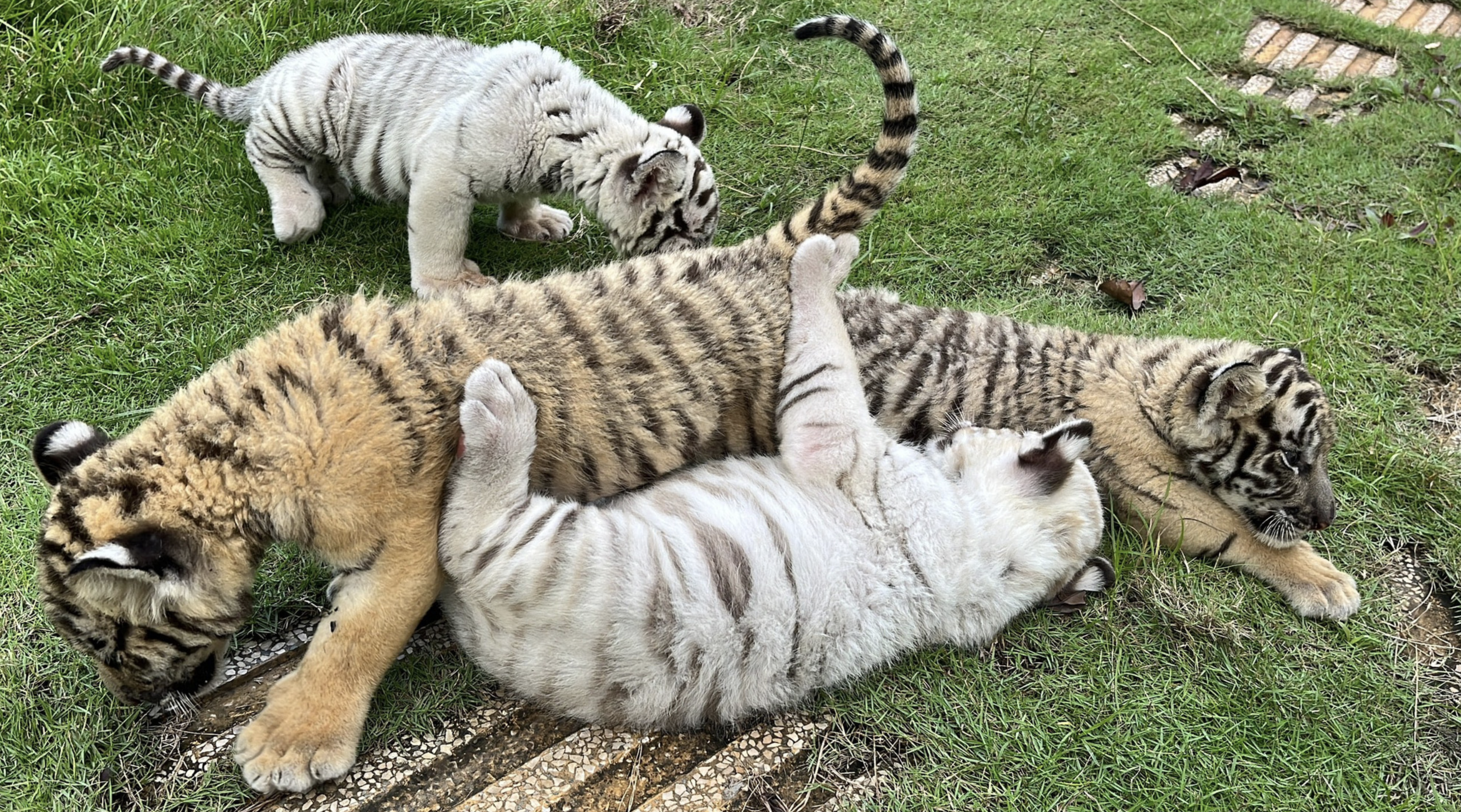 Dozens of tigers, lions found dead in southern Vietnam