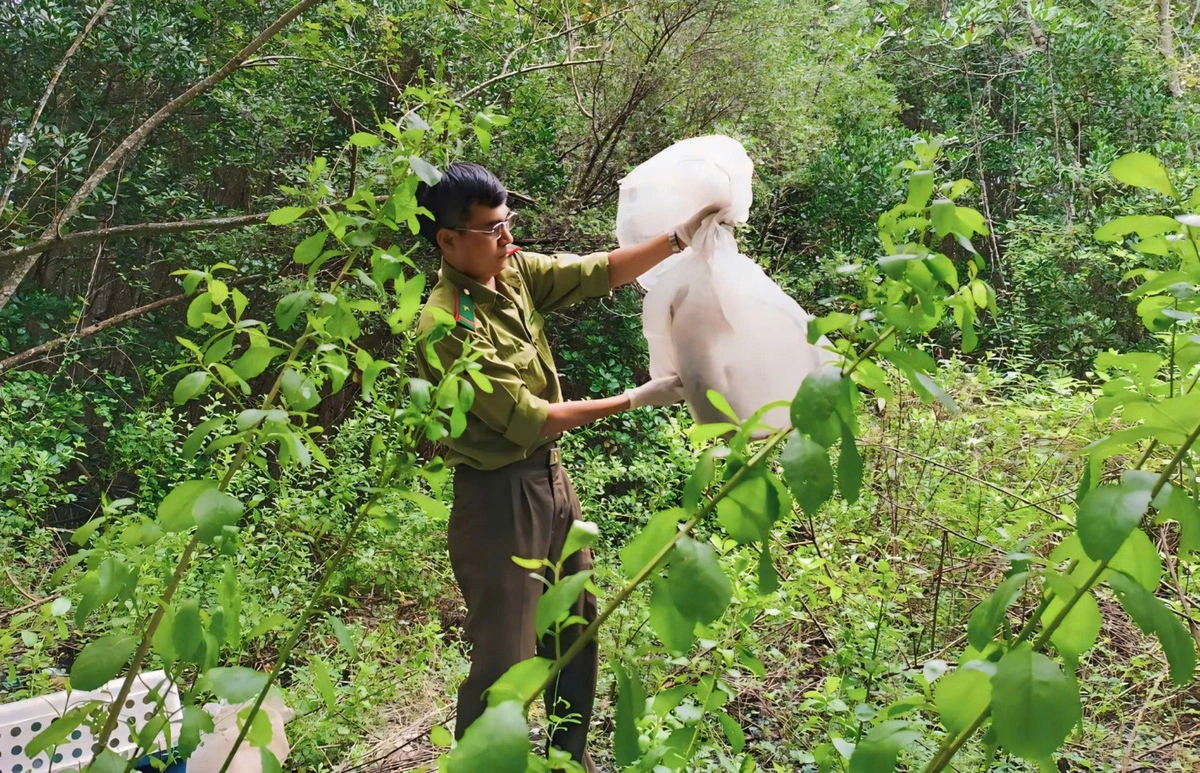 5 long-tailed monkeys released back into wild in Ho Chi Minh City