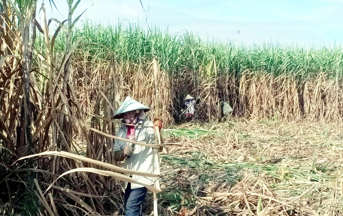 Vietnam sugarcane industry bounces back following stunted past