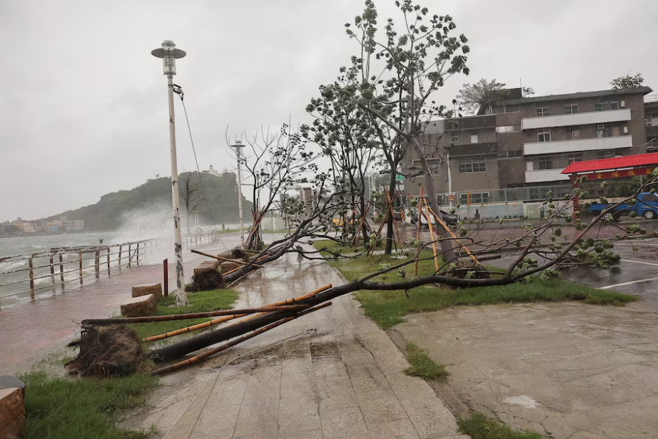 A view of uprooted trees as Typhoon Krathon approaches in Kaohsiung, Taiwan October 2, 2024. Photo: Reuters