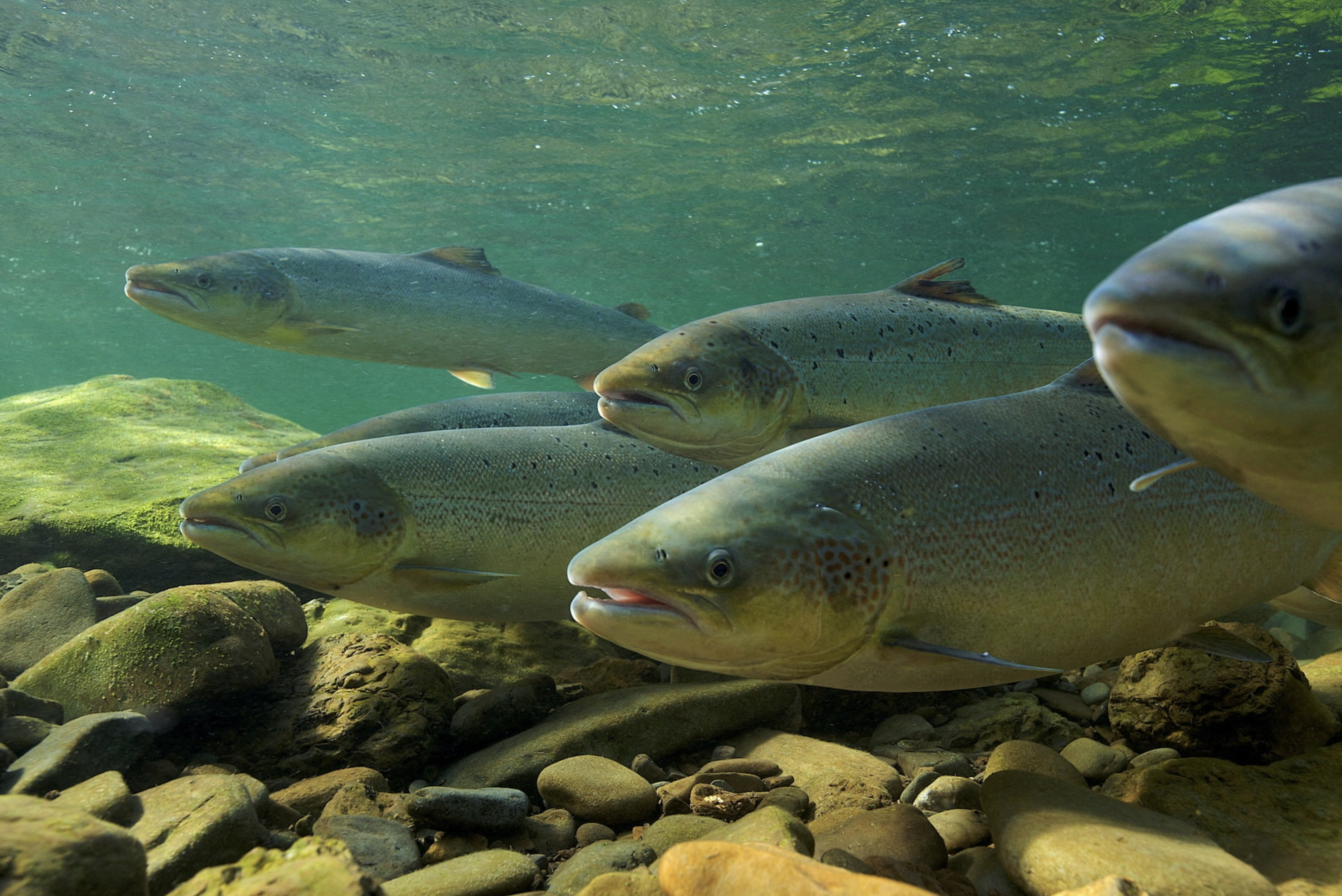 England's salmon population sinks to new low due to poor water quality