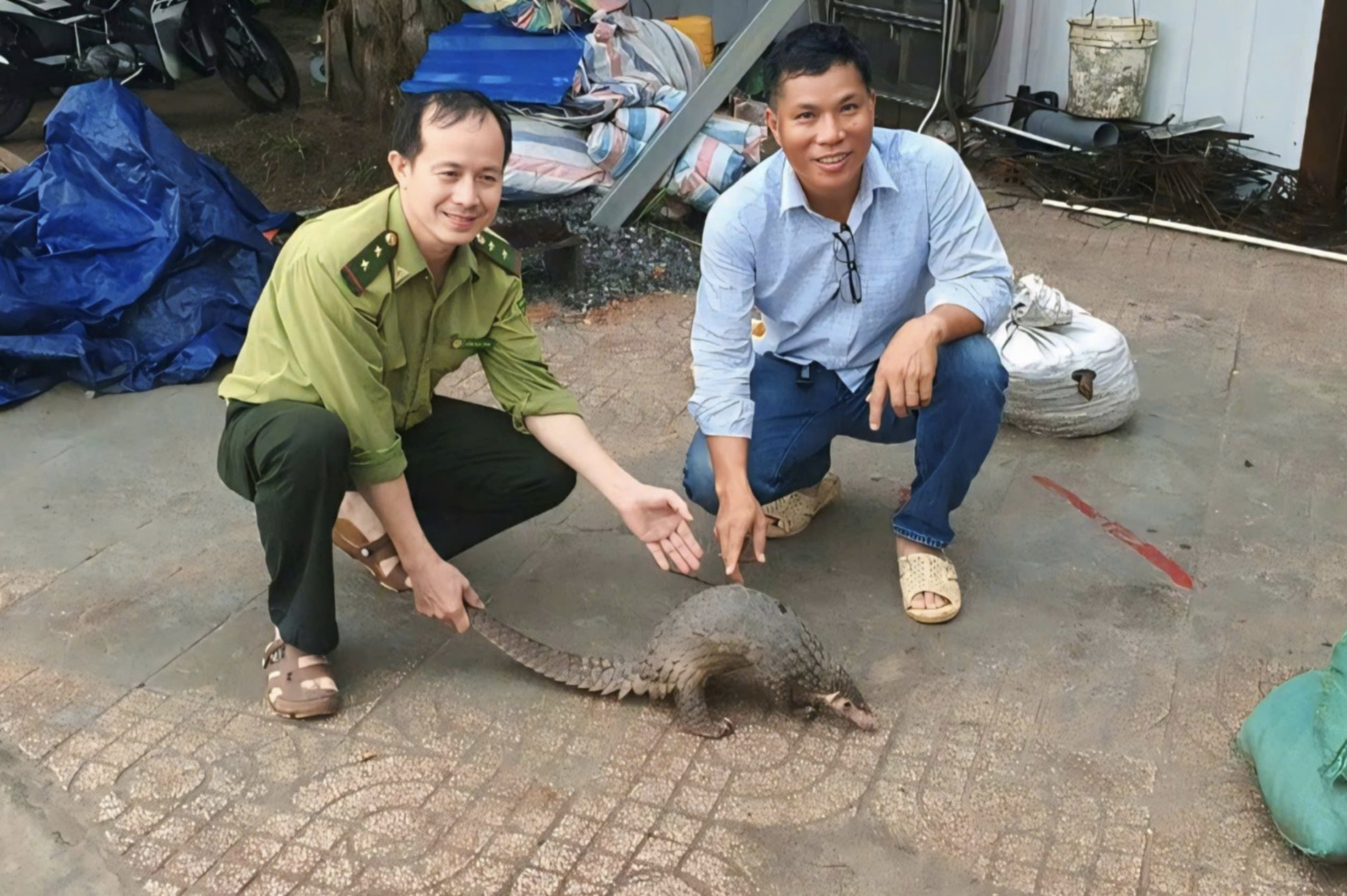 Injured Java pangolin found in Ho Chi Minh City