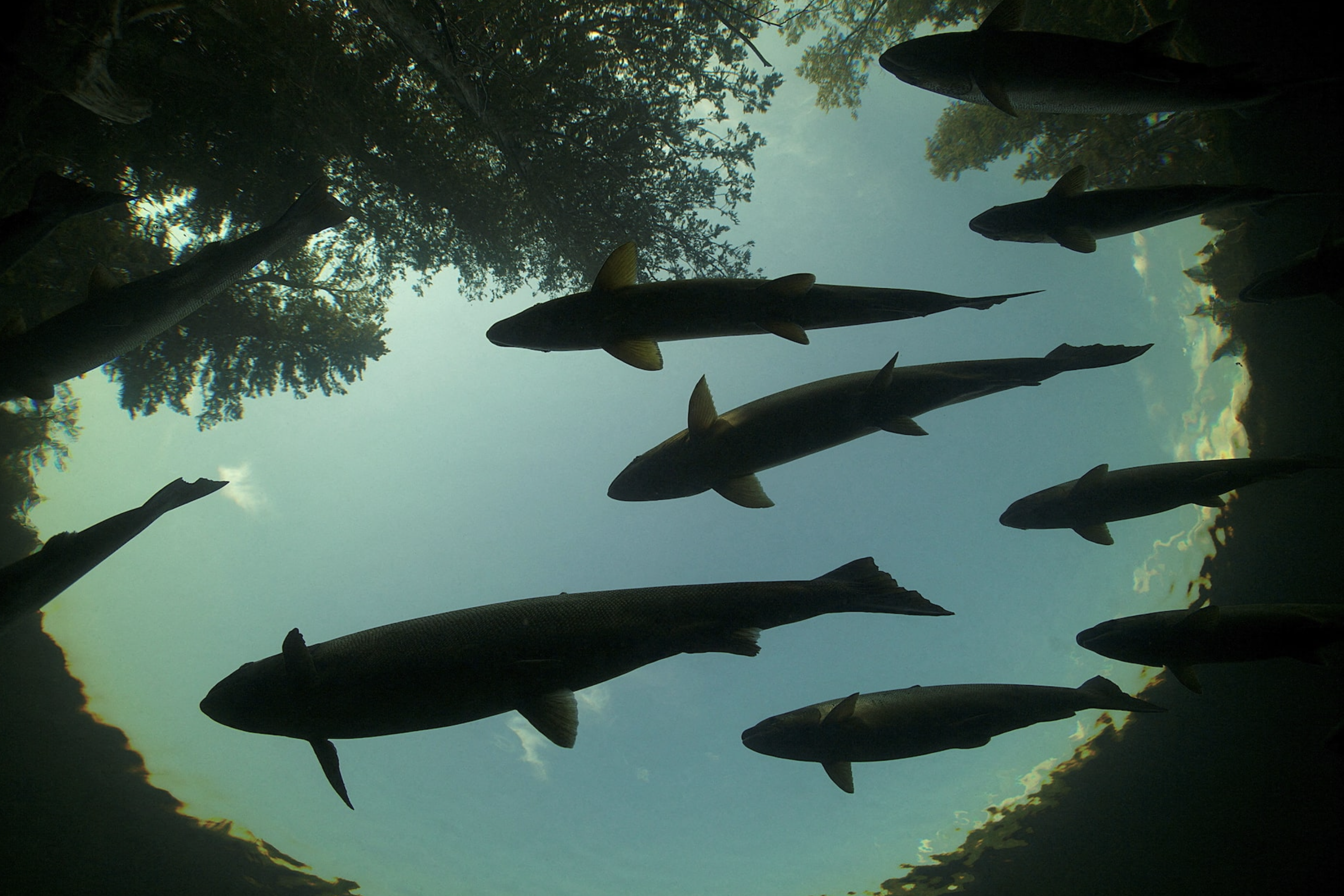 Atlantic salmon (Salmo salar) rest in a holding pool on upstream spawning migration, in Quebec, Canada. Photo: Reuters