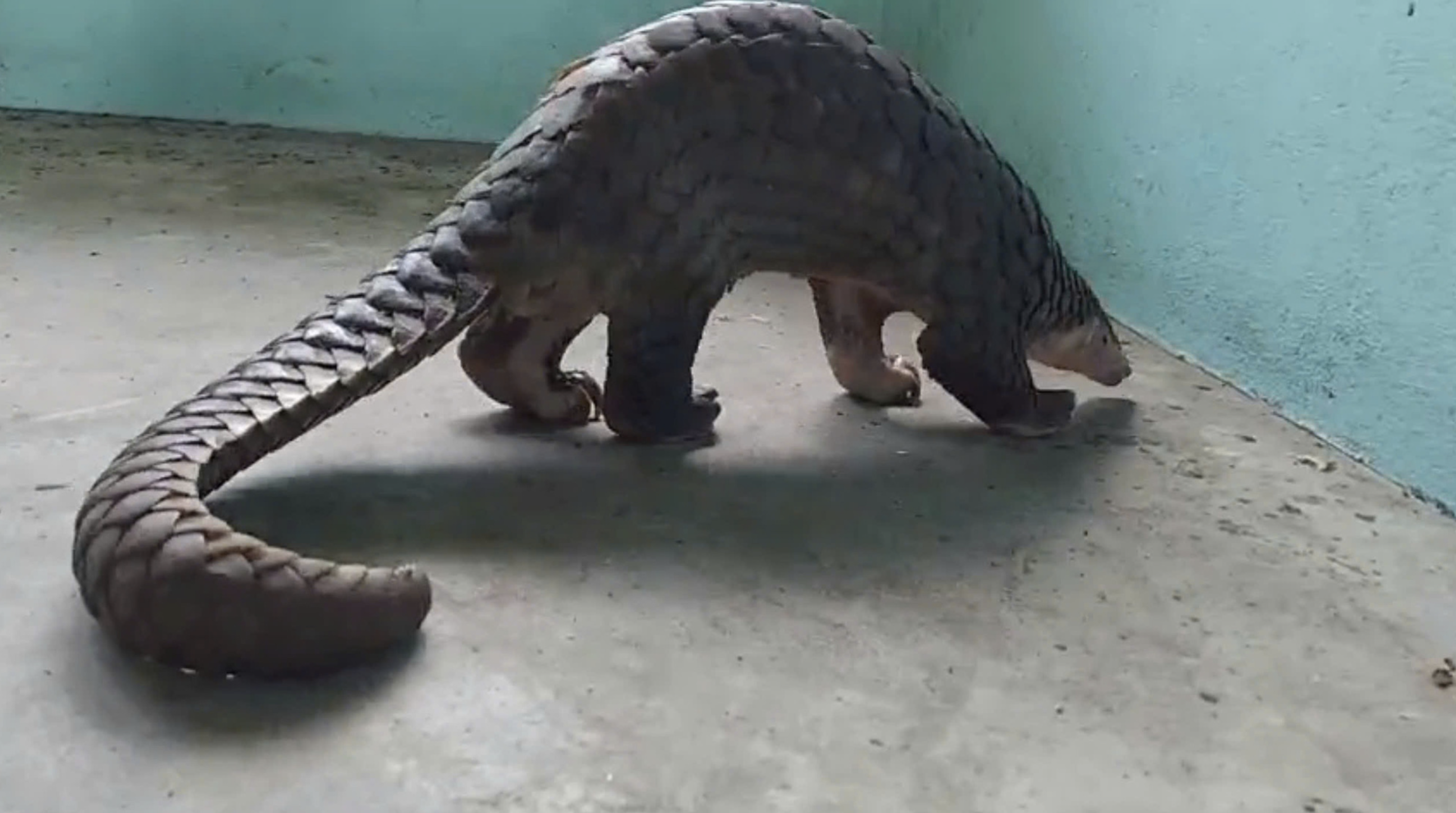 A Javan pangolin, an endangered animal, discovered in a vacant lot in Thu Duc City, Ho Chi Minh City. Photo: Supplied