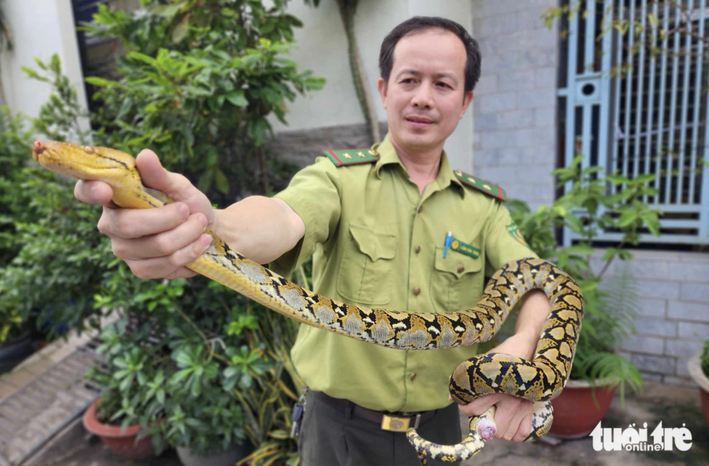 A reticulated python weighing 3.2 kilograms is handed over to the Ho Chi Minh City Forest Protection Department from a local in Binh Tan District on October 6, 2024. Photo: Ngoc Khai / Tuoi Tre