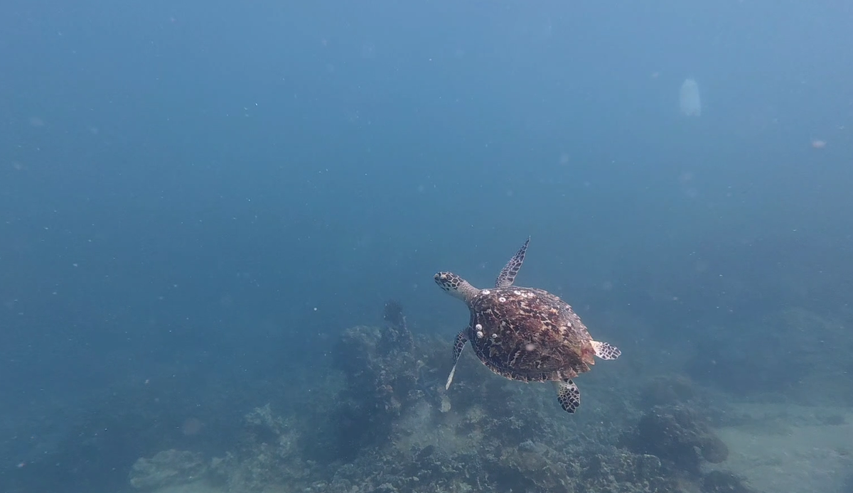 Sea turtle spotted in Vietnam’s Nha Trang Bay after years