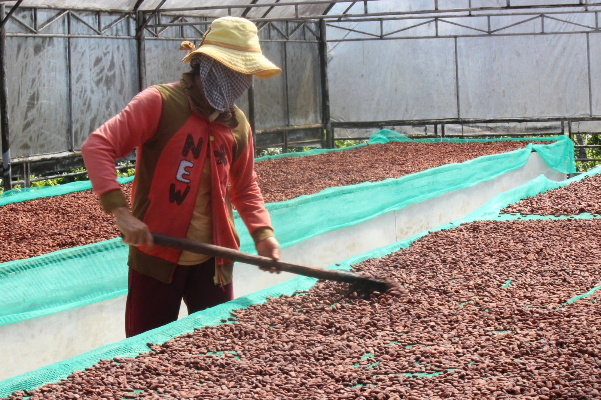 Cocoa beans undergo processing before becoming a key ingredient in chocolate production. Photo: N.TRI / Tuoi Tre