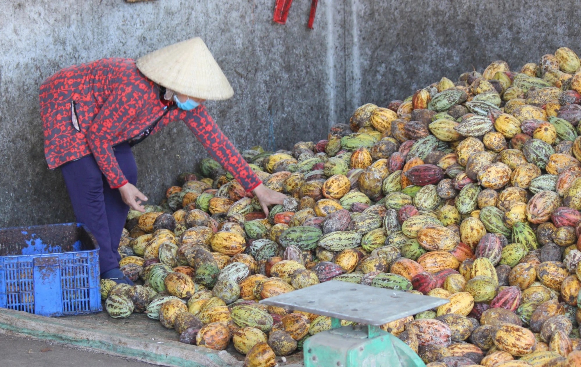 With surging cocoa bean prices, candy companies face tough times in Vietnam