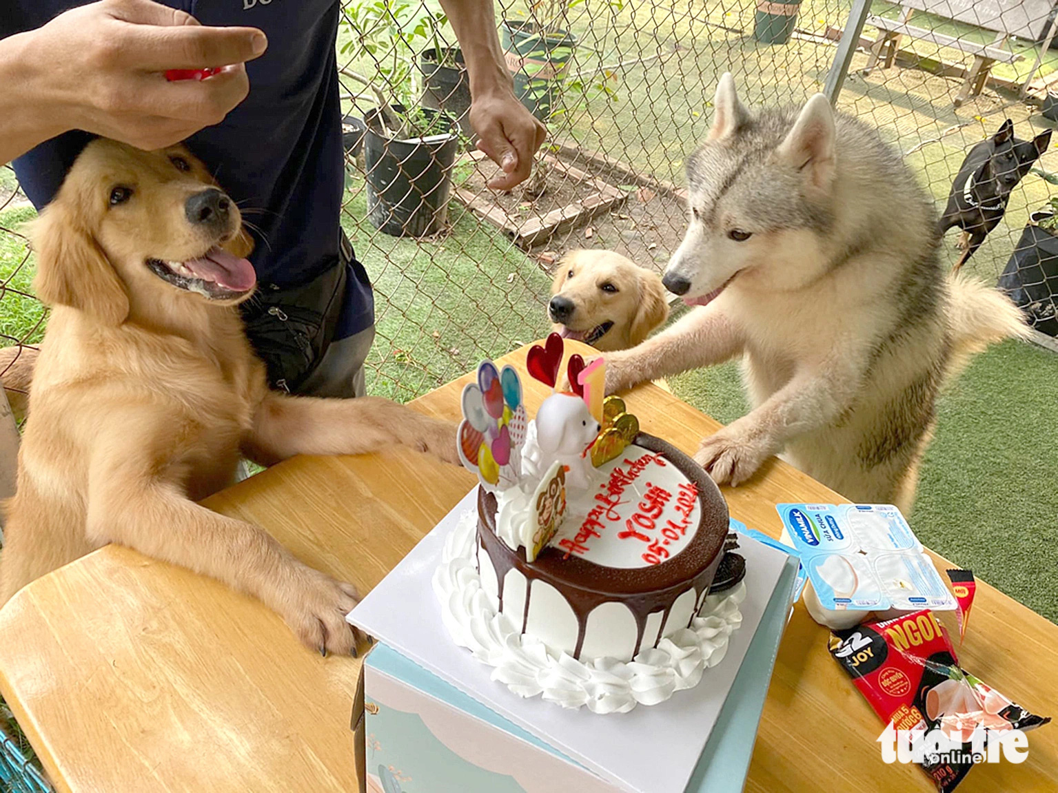 A birthday celebration is held for the dogs at Dog Uni in District 12, Ho Chi Minh City. Photo: Chung Thanh Huy / Tuoi Tre