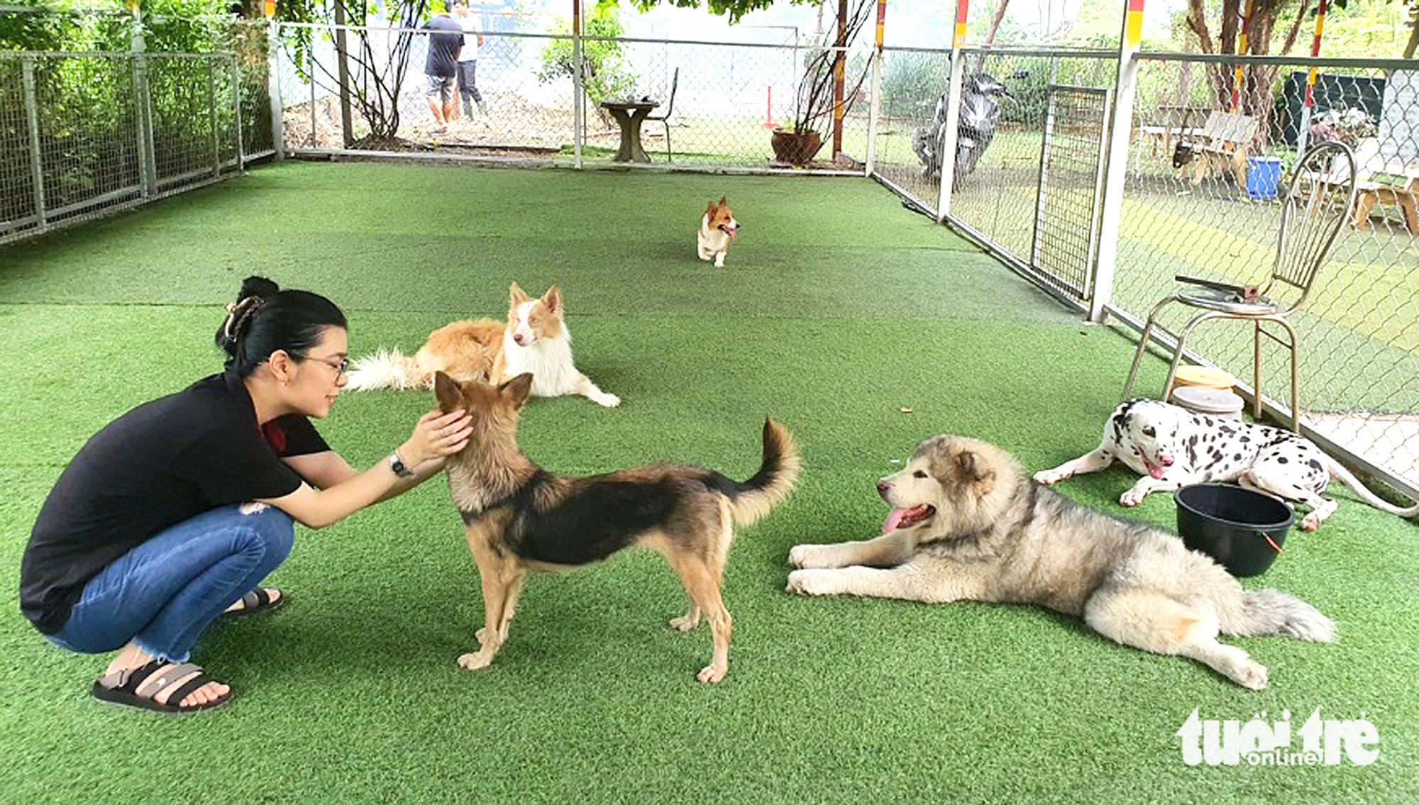 Puppy center offers care, personalized training for dogs in Ho Chi Minh City