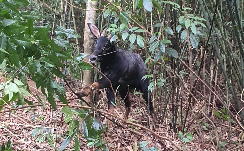 Trapped rare serow rescued in north-central Vietnam